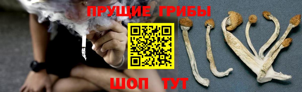 Псилоцибиновые грибы мицелий Югорск